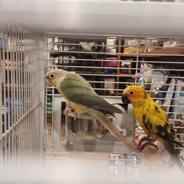 Conure Green-cheeked (Pyrrhura molinae)