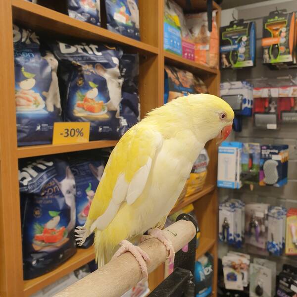 Ringneck Creamino (Psittacula krameri)