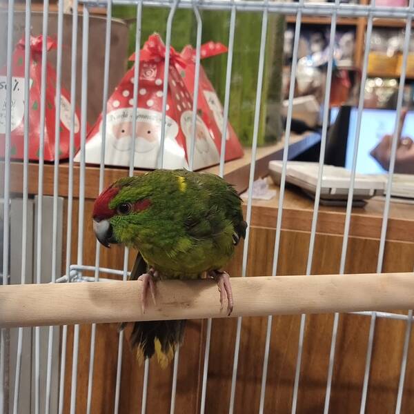 Ζευγάρι Κακαρίκι Κίτρινο-Πρασινοκίτρινο (Cyanoramphus auriceps)