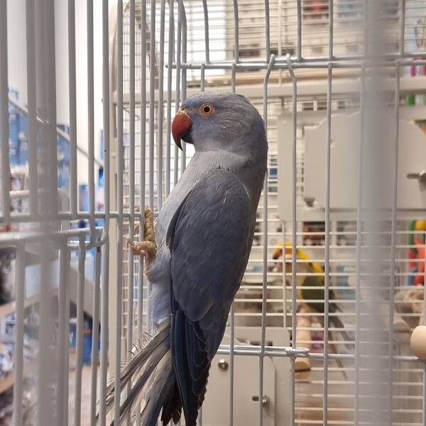 Ringneck Βιολετί (Psittacula kramery)