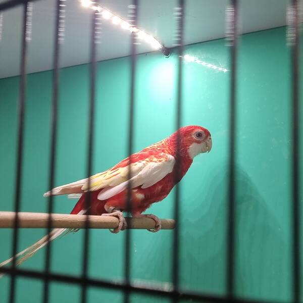 Rosella Eastern Rubino (Platycerus eximius)