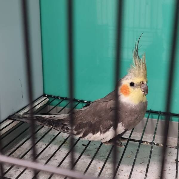 Cockatiel Γκρί (Nymphicus hollandicus)