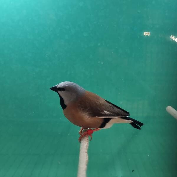 Παραδείσιο Parson (Poephila cincta)