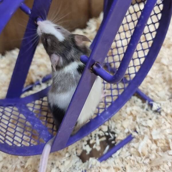 Πολύχρωμο Ποντίκι (Mus musculus)