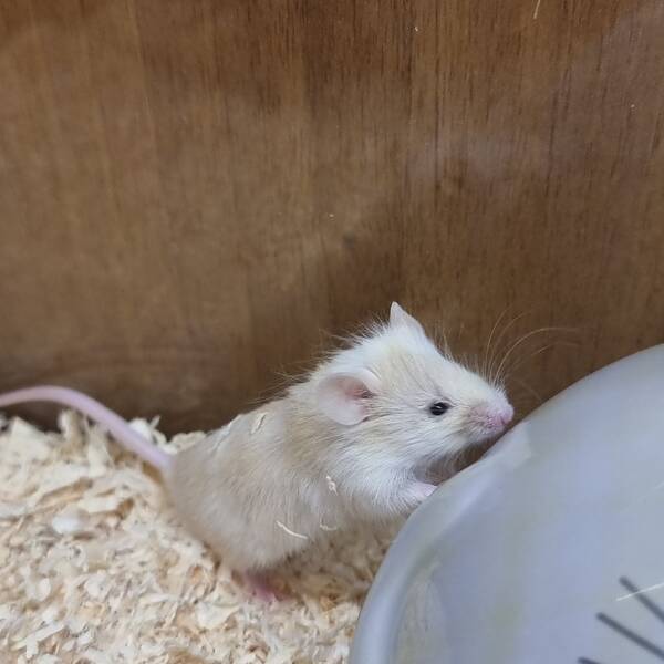 Πολύχρωμο Ποντίκι (Mus musculus)