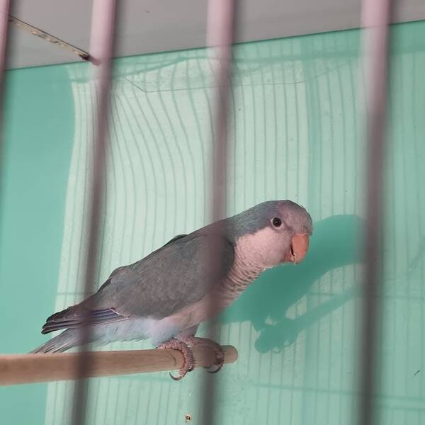 Monk Parakeet Blue (Myiopsitta Monachus)