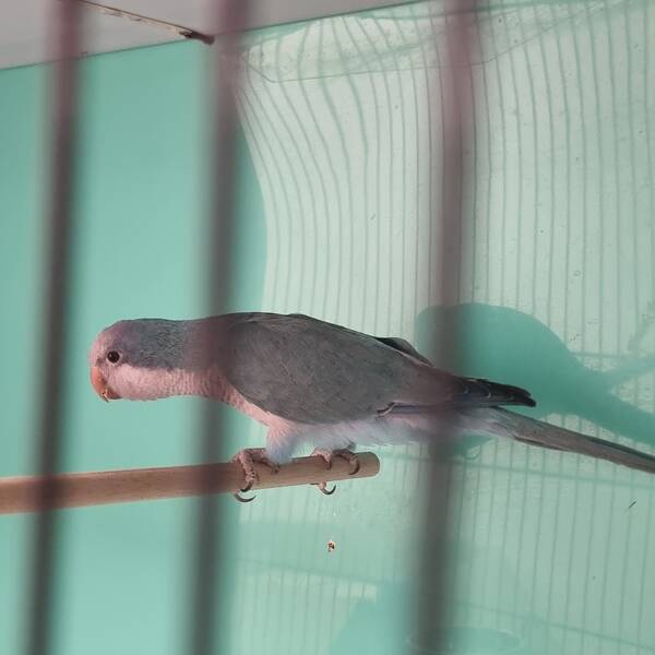 Monk Parakeet Blue (Myiopsitta Monachus)