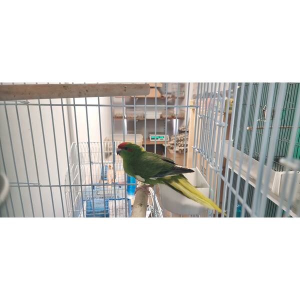 Κακαρίκι Πράσινο Αρσενικό (Cyanoramphus auriceps)