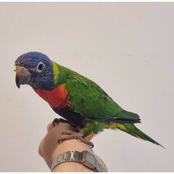Rainbow Lorikeet (Trichoglossus moluccanus)