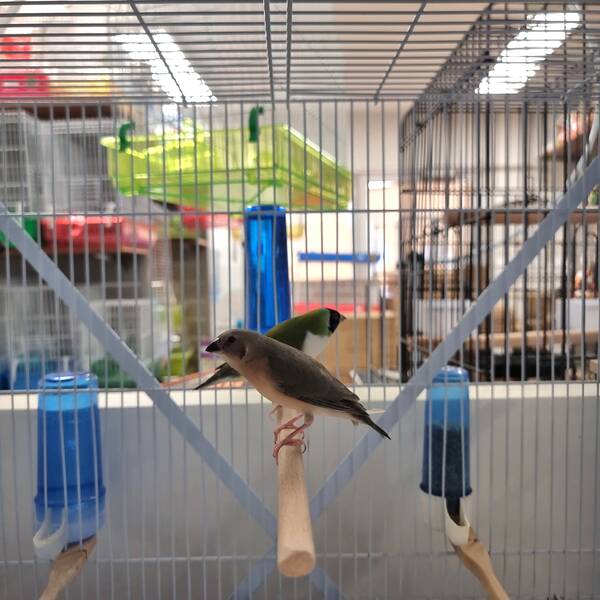 Παραδείσια Gouldian Dilute (Chloebia gouldiae)