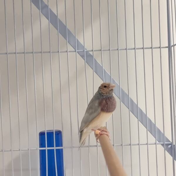 Παραδείσια Gouldian Μπλέ Παστέλ (Chloebia gouldiae)