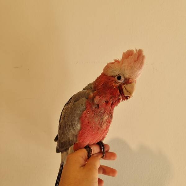 Cockatoo Galah (Eolophus Roseicapilla)