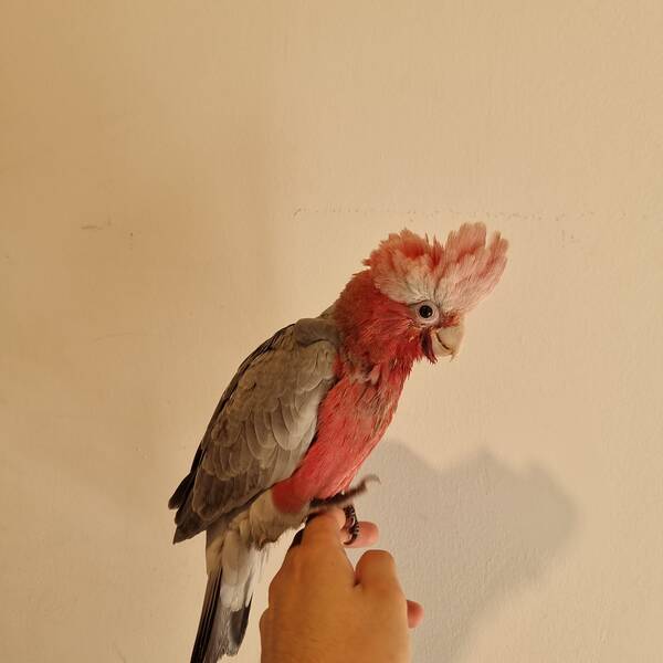 Cockatoo Galah (Eolophus Roseicapilla)