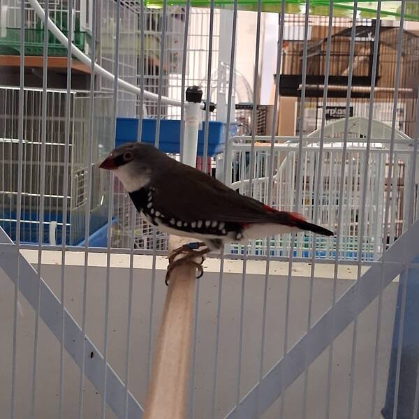 Παραδείσιο Diamond Firetail (Stagonopleura guttata)