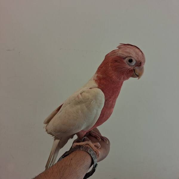 Cockatoo Galah Lutino (Eolophus Roseicapilla)