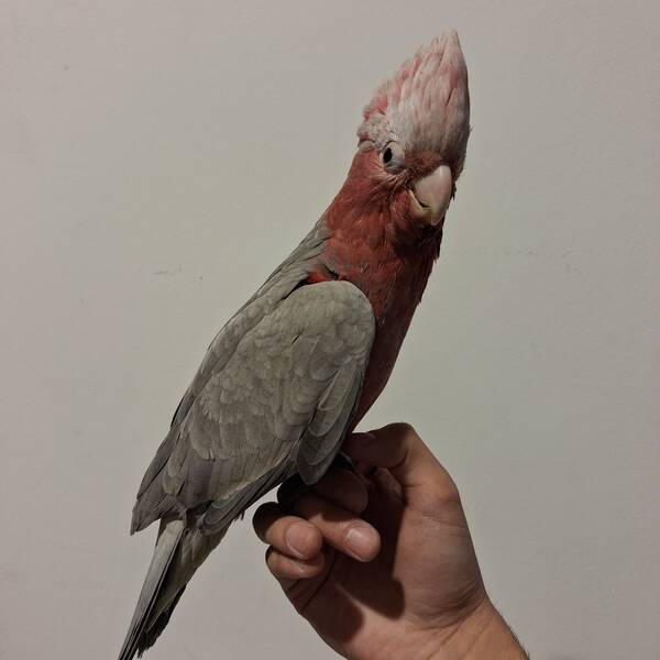 Cockatoo Galah (Eolophus Roseicapilla)