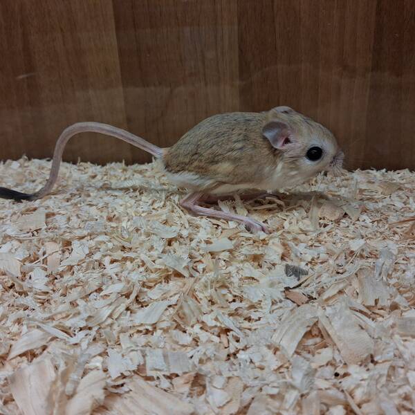 Lesser Egyptian Jerboa (Jaculus jaculus)