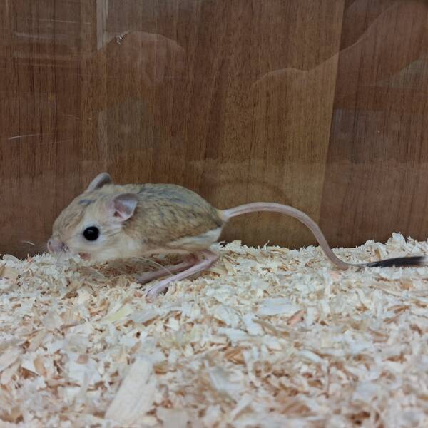Lesser Egyptian Jerboa (Jaculus jaculus)