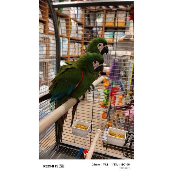 Ζευγάρι Chestnut Fronted Macaw (Ara severus)
