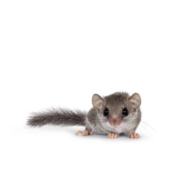 African Pygmy Dormice