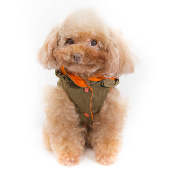 PET CAMELOT Dog's Coat Καφέ XL 45cm