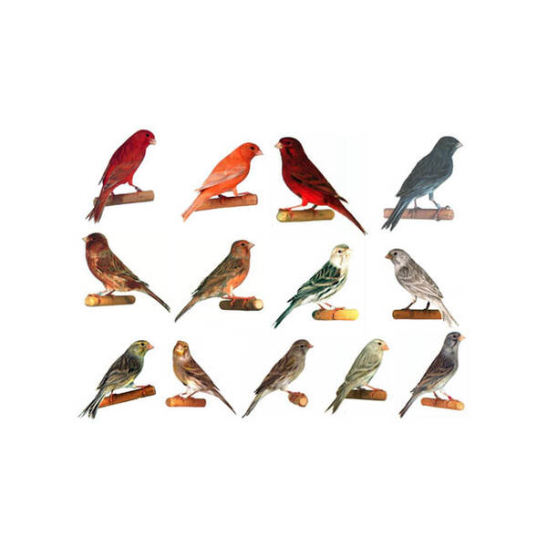 ΚΑΝΑΡΙΝΙ Κοινό Θηλυκό