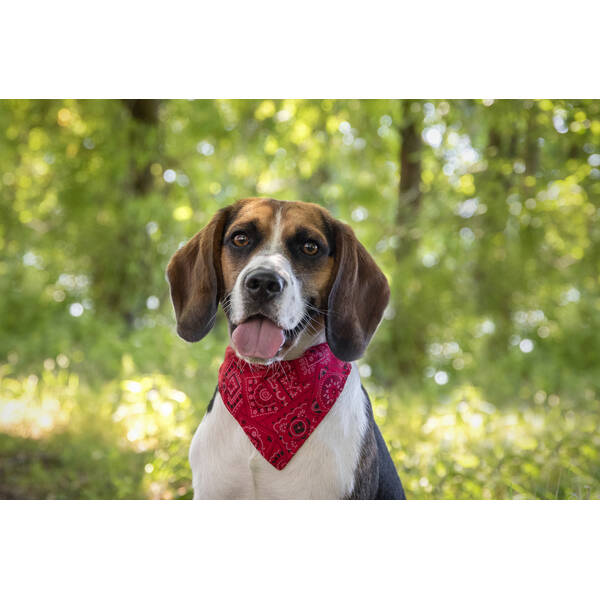 FLAMINGO Collar with bandana Pinto Red XS 22-35cm 10mm