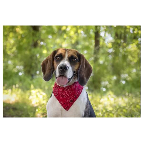 FLAMINGO Collar with bandana Pinto Red S 25-40cm 14mm
