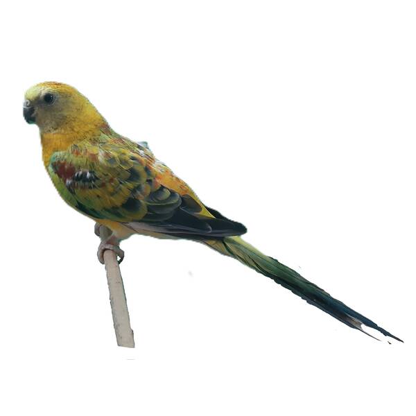 Red Rumped Opalin (Psephotus haematonotus)