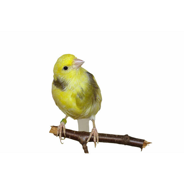 ΚΑΝΑΡΙΝΙ Timbrado Αρσενικό ΚΑΝΑΡΙΝΙ Timbrado Αρσενικό