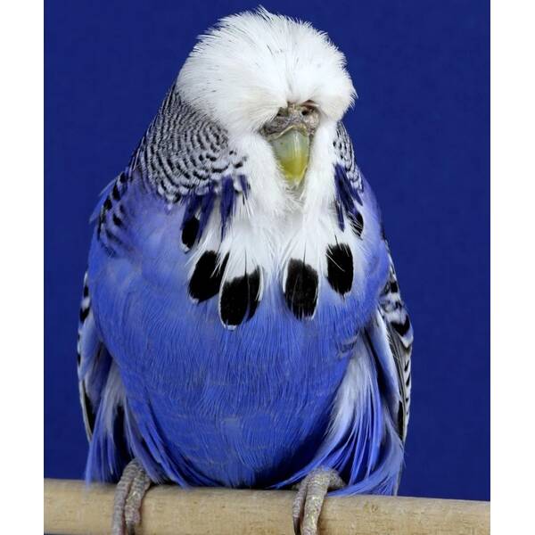 English Crested Budgies