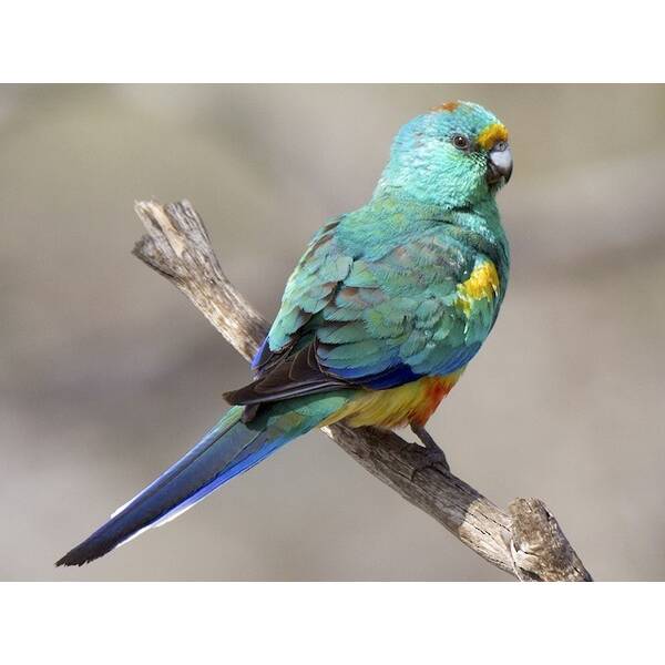 ΠΑΠΑΓΑΛOΣ Mulga (Psephotellus varius)