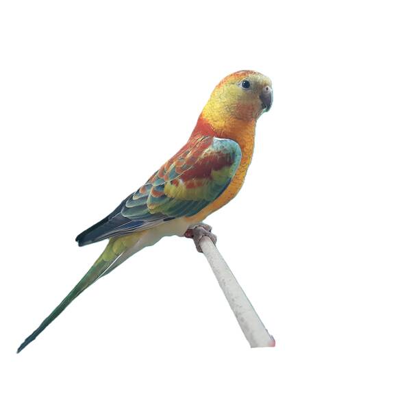 Red Rumped Opalin (Psephotus haematonotus)