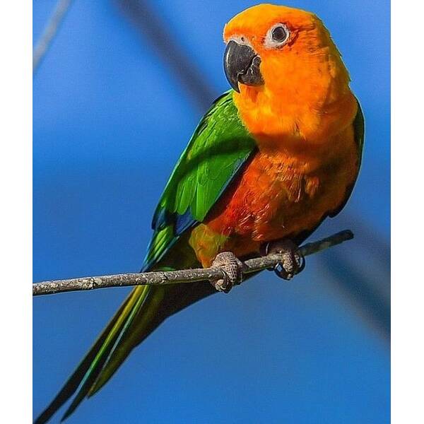 Conure Jenday (Aratinga jandaya)