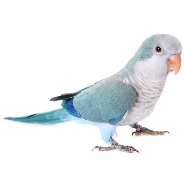 Monk Parakeet Blue (Myiopsitta Monachus)