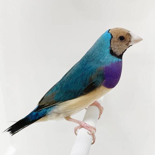 Παραδείσια Gouldian Μπλέ Παστέλ (Chloebia gouldiae)