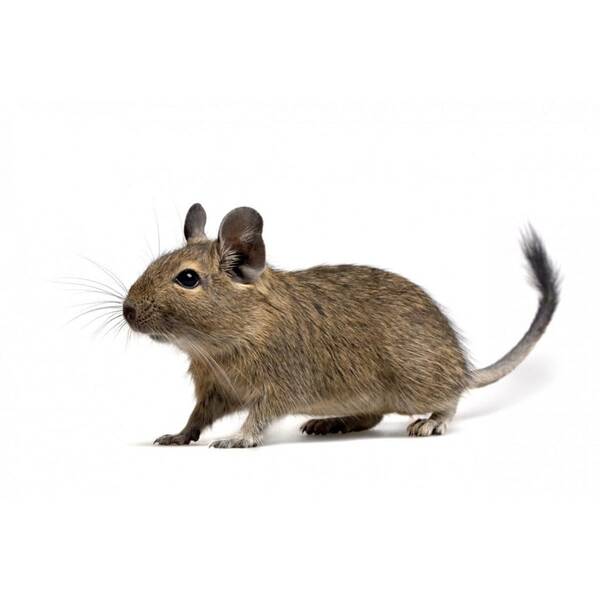 Degu
