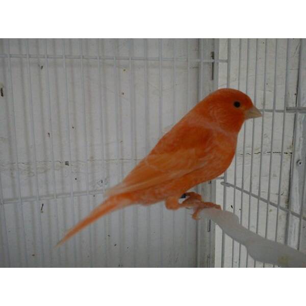 ΚΑΝΑΡΙΝΙ Κόκκινο Χιονέ Αρσενικό