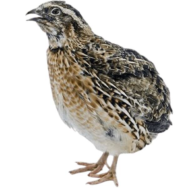 Κινέζικο Ορτύκι (Coturnix chinensis)