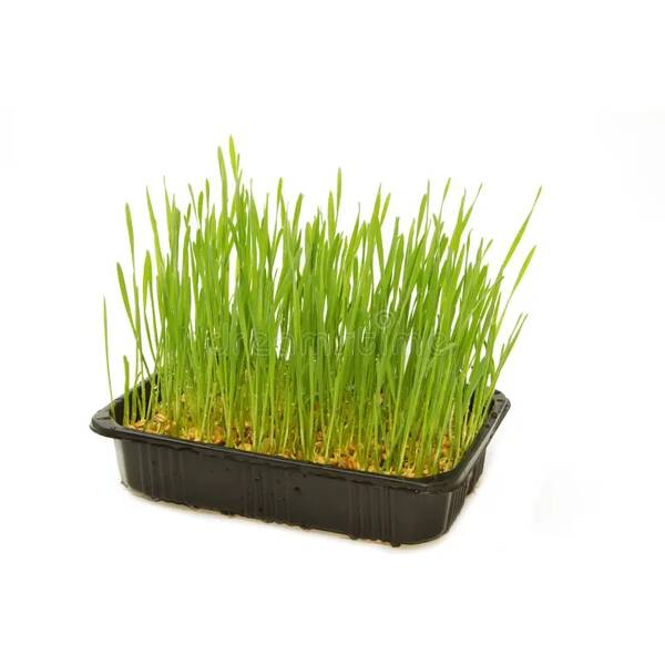 ERBA PIU Kit Γρασιδιού για Γάτες