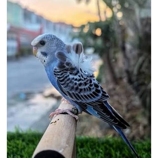 Παπαγαλάκι Hagoromo (Melopsittacus undulatus)