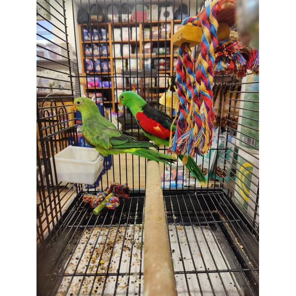 Red Winged Parrot Ζευγάρι (Aprosmictus e. erythropterus)