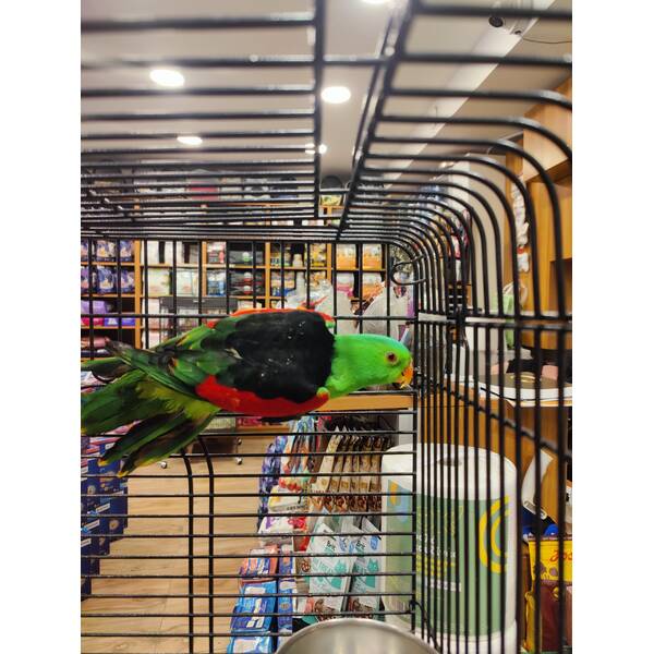 Red Winged Parrot Ζευγάρι (Aprosmictus e. erythropterus)