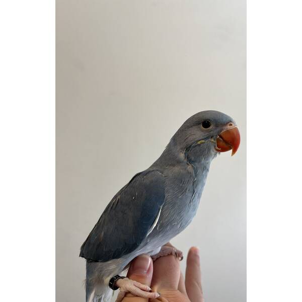 Ringneck Blue (Psittacula krameri)