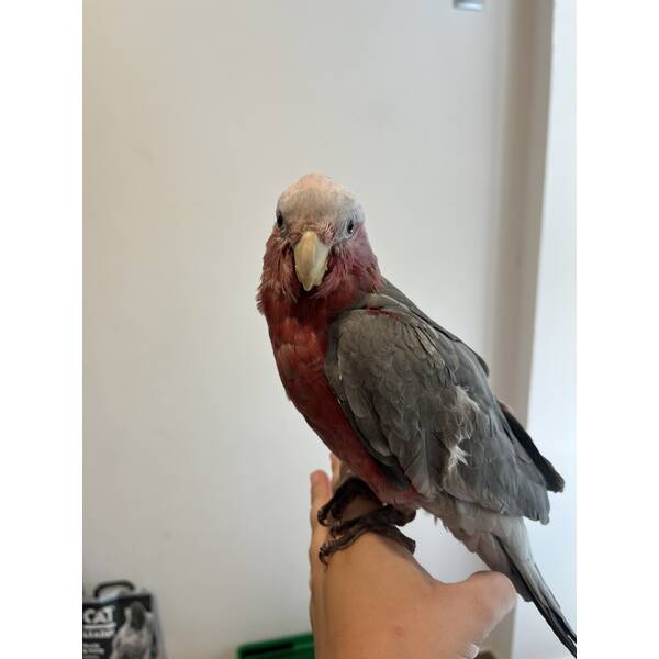 Cockatoo Galah (Eolophus Roseicapilla)