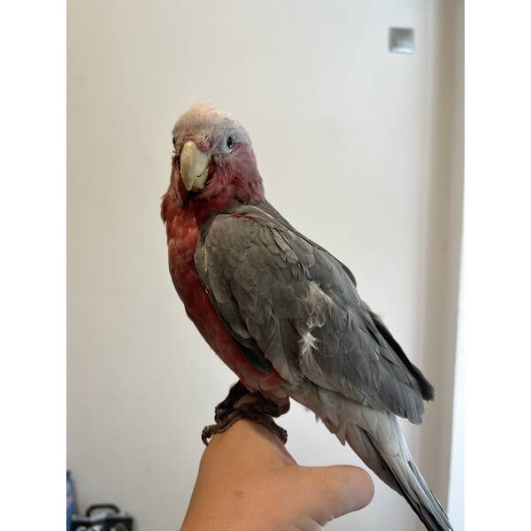 Cockatoo Galah (Eolophus Roseicapilla)