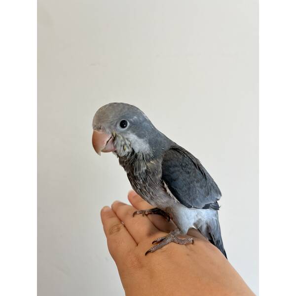 Monk Parakeet Blue (Myiopsitta Monachus)