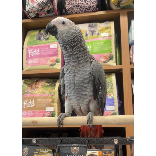 African Grey Zako Red Factor