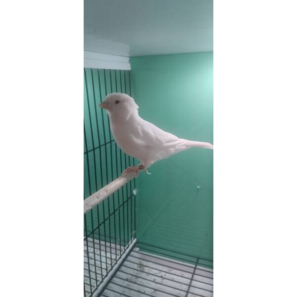 ΚΑΝΑΡΙΝΙ Αλμπίνο Θηλυκό (Κόκκινα Μάτια)