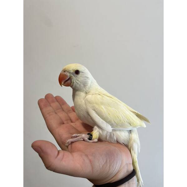 Ringneck Creamino (Psittacula krameri) Ringneck Creamino (Psittacula krameri)